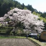 南信州新野高原　愛宕様の桜　開花早めか？