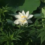 蓮の花が見頃です