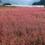新野の赤ソバ畑