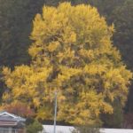 新野の名所！大銀杏