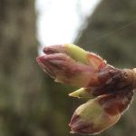 矢野愛宕様の桜 開花 ４／５（日）見ごろか？