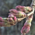矢野 愛宕様の桜 開花今週中か？