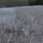霜の苗代