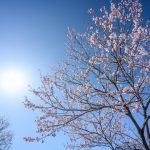 2020/4/15親水公園の桜