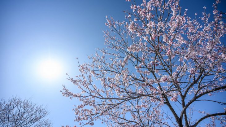 新水公園の桜