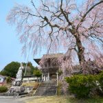 2020/4/16瑞光院の枝垂れ桜