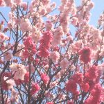 花桃が満開です。