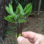 タラの芽・コシアブラが旬です。