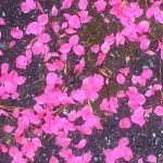 花桃の絨毯（じゅうたん）出現