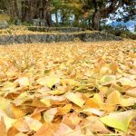 黄色の絨毯敷詰めた　樹齢５００年以上の大銀杏