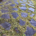春の庭 苔ってこんなに 美しい