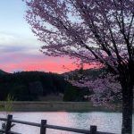 新野高原 桜が見頃 大村湖の Music Hour