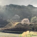 山里の春　毎朝ドライブ通勤路！