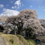 南信州新野高原　矢野の愛宕様の桜　満開！