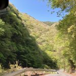 山 笑う！枯れ木から一斉に芽吹きです。