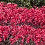 南信州新野高原 花桃・りんご・野草がきれい