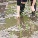 田植えは家族の絆です。