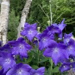 夕暮れのヒグラシの声　涼しさをお届けします。