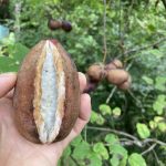 秋の味覚 アケビ（山女）すぐそこにある田舎暮らし