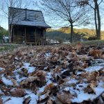 砂糖菓子のような落ち葉　初雪の朝