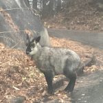 カモシカと遭遇 朝の通勤路で