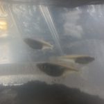 新野高原の春 メダカも元気に泳ぎ出す