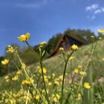 キンポウゲの花束をプレゼント