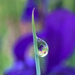 あやめの季節 水滴の中の造形