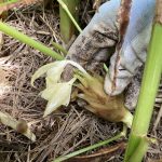 ミョウガの生え方知ってますか？