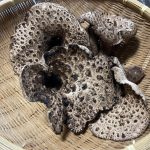 松茸を超える幻のキノコ「香茸」（コウタケ）絶品の旨さ！