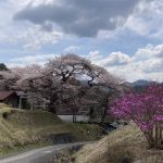 矢野の愛宕様の桜　見頃です。