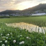 心安らぐ　畔の草刈り後の夕暮れ