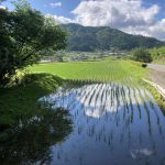 モリアオガエルの卵発見。朝の通勤。
