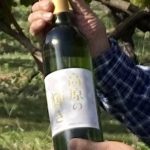 23年産は「大化けした」 高原の輝きをワイン祭りで飲み比べ 長野県阿南町新野