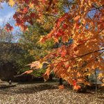 南信州阿南町新野高原　紅葉が見ごろです。