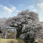 南信州阿南町新野「矢野の愛宕様の桜」分かれ道の構図が映える！