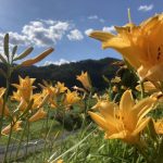 阿南第二中生が守り育ててきたニッコウキスゲ満開！　新野高原大村湖