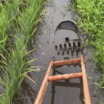 田の草取り　昭和の「八反取り」に初挑戦　除草剤はできるだけ使いたくない！