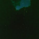 ホタル見頃です！ 本日七夕 ７月７日夜２０時～２２時最高!