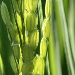 ついに稲穂が出た！例年より１週間早い！　カメムシ防除の最後の草刈り