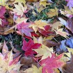 南信州新野高原　R151　紅葉が最高潮！　のんびり散策いかが。