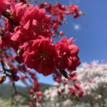 南信州阿南町新野高原　花桃見頃　コシアブラ・ヨモギ・ワラビ最高です。